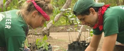 Two teenagers plant seedlings on their volunteer Conservation placement in Costa Rica. Projects Abroad volunteers planting seedlings during Conservation volunteering in Costa Rica for teenagers.